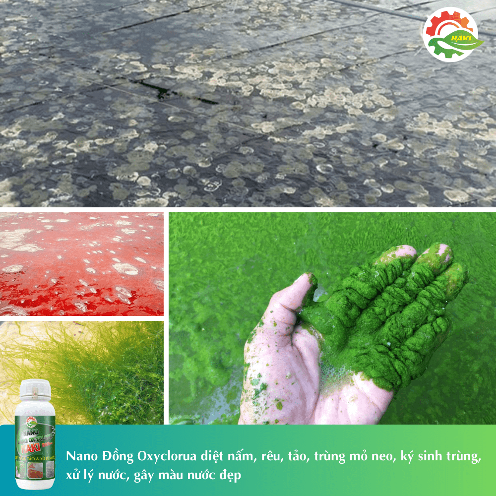 Nano Đồng Oxyclorua 500ml diệt nấm rêu tảo