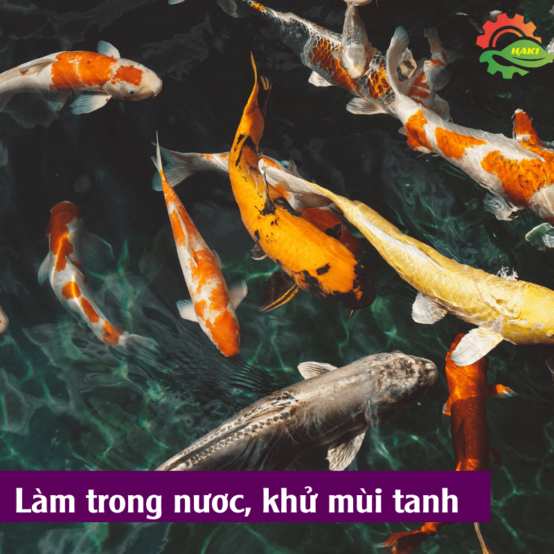 Sử dụng Nano Bạc Haki giúp làm trong nước. Hạn chế tình trạng nước bể cá bị đục