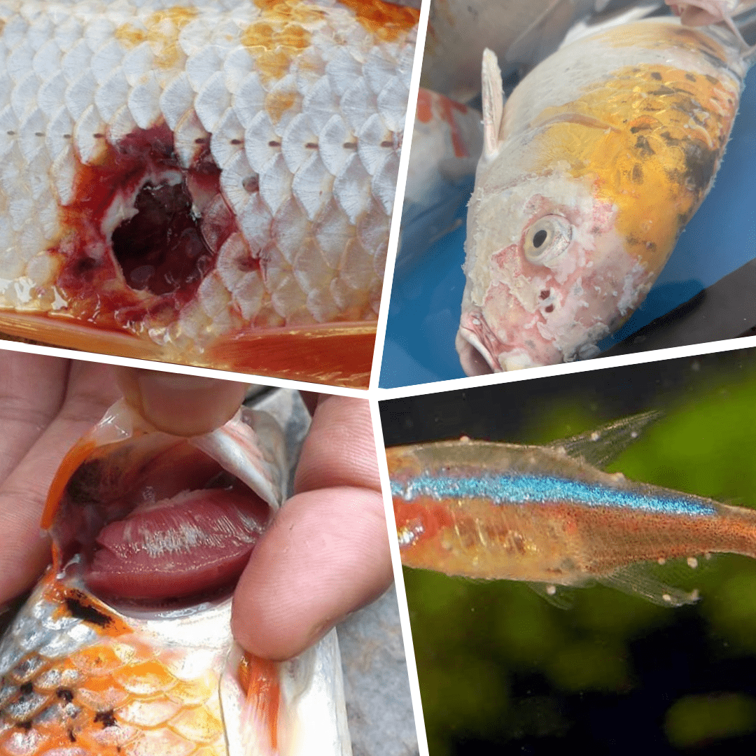 Dấu hiệu nhận biết cá bị bệnh, nguyên nhân và cách điều trị 6 Các loại bệnh ở cá cảnh