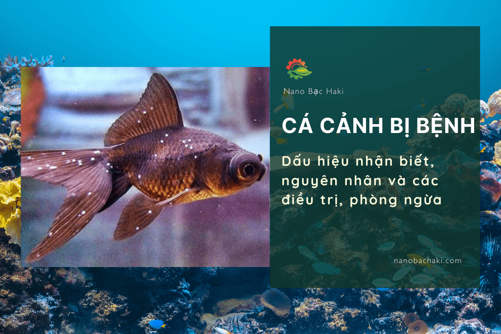 Dấu hiệu nhận biết cá bị bệnh, nguyên nhân và cách điều trị 5 Dấu hiệu nhận biết, nguyên nhân và các điều trị, phòng ngừa cá bệnh