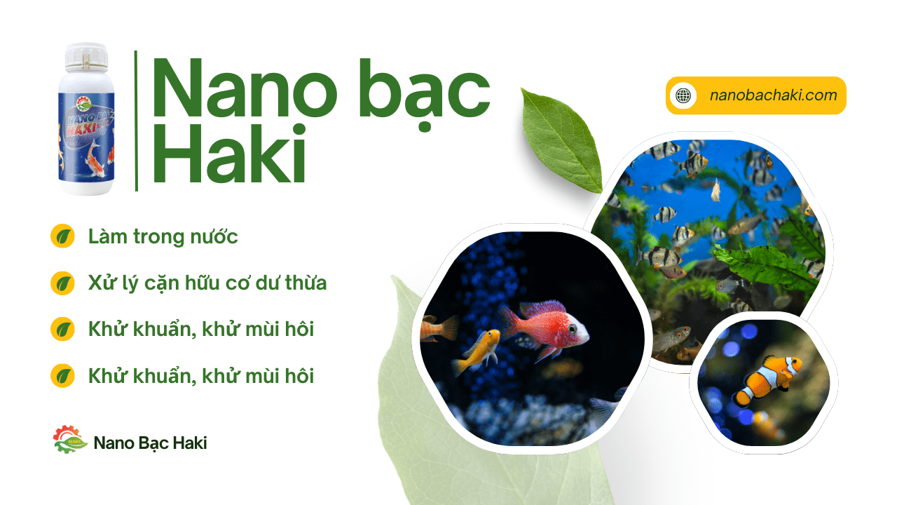 Nano bạc là gì? Ứng dụng của nano bạc trong nuôi cá cảnh 4 Nano bạc Haki giúp làm trong nước, xử lý cặn hữu cơ dư thừa, khử khuẩn hiệu quả