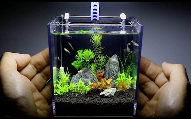 Xử lý nước trong quy trình Setup Bể Thủy Sinh 10 Bước Setup Bể Thủy Sinh Chuyên Nghiệp Cho Người Mới Bắt Đầu
