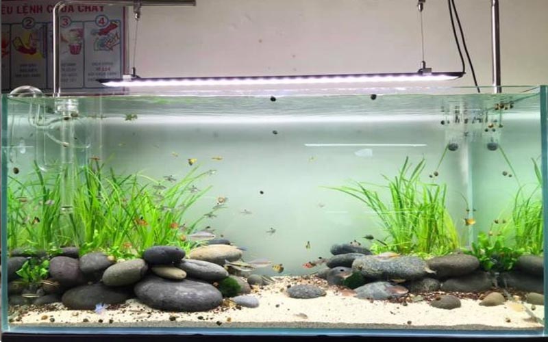 Thiết kế layout và bố cục bể setup bể thủy sinh 10 Bước Setup Bể Thủy Sinh Chuyên Nghiệp Cho Người Mới Bắt Đầu
