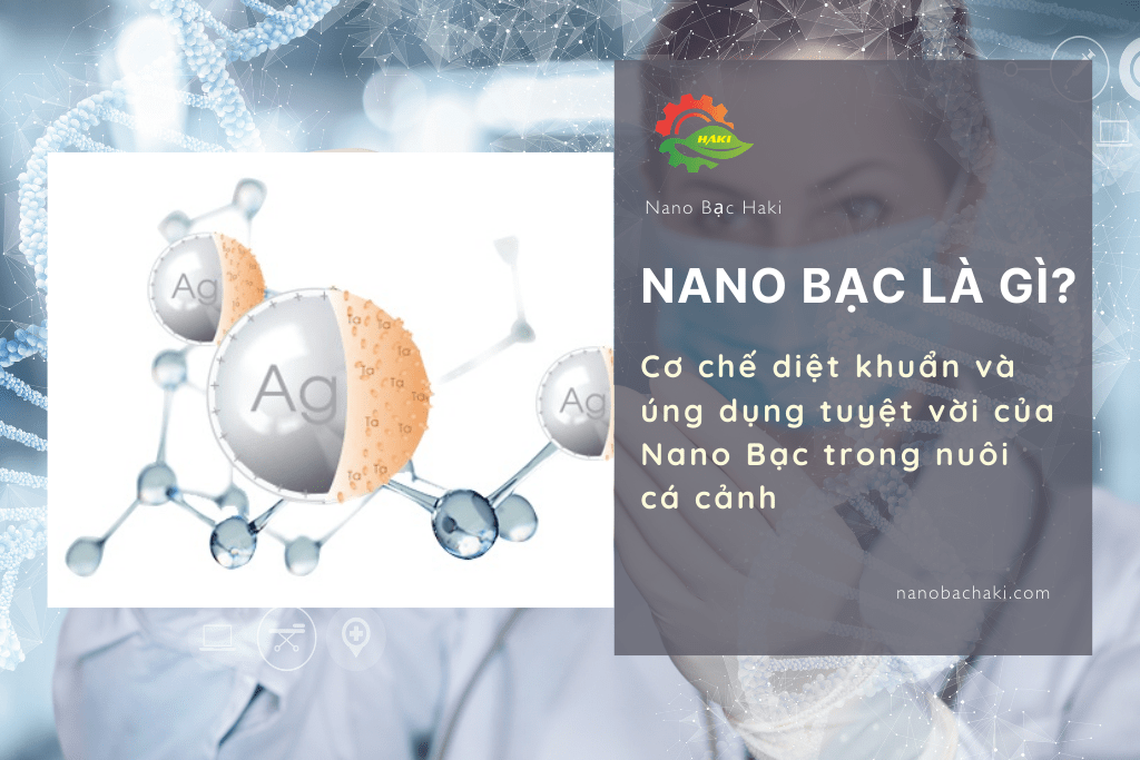 Nano bạc là gì Ứng dụng của nano bạc trong nuôi cá cảnh