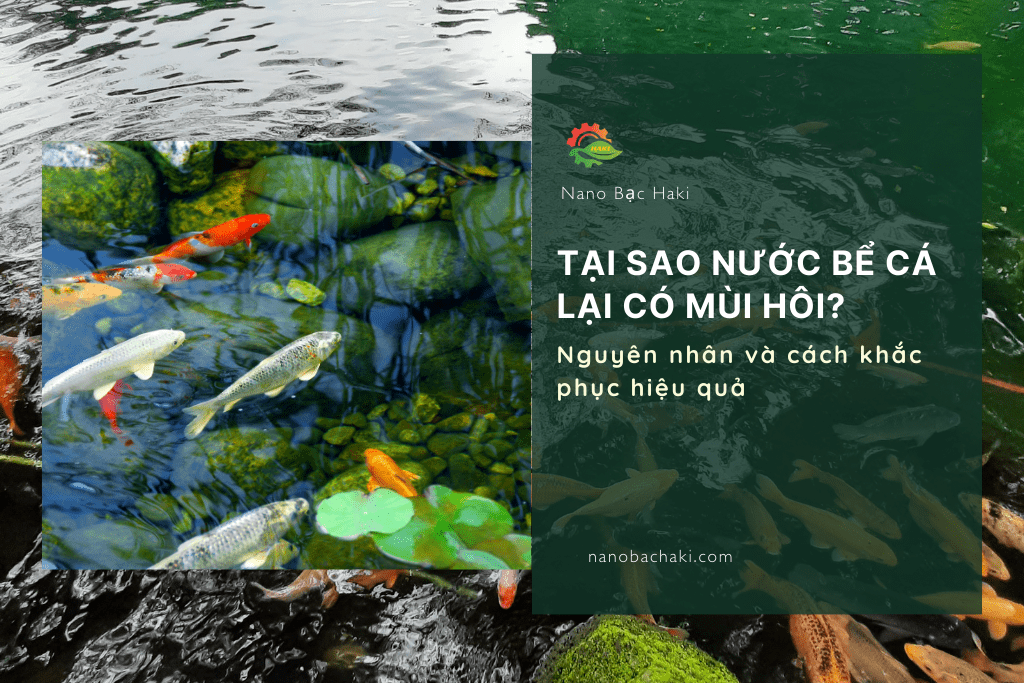 Tại sao nước bể cá lại có mùi hôi?
