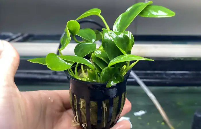 Anubias: Cây mọc chậm, dễ chăm sóc, phù hợp trồng dưới đáy hoặc gắn vào đá, gỗ lũa.