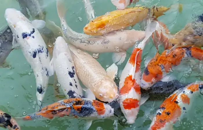 Cá Chép Cảnh Hợp Mệnh Gì? Cách Chọn Cá Phong Thủy Mang Lại May Mắn