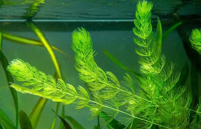 Cây rong đuôi mèo dùng để che phủ mặt nước, tạo bóng mát cho cá con.
