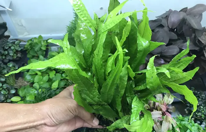 Dương xỉ Java: Phù hợp trồng trên cát hoặc gắn vào đá, tạo điểm nhấn tự nhiên.