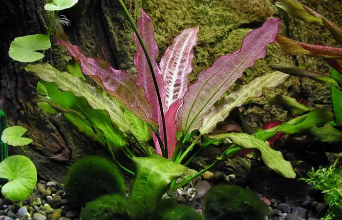 Echinodorus: Thân cao, lá rộng, thường dùng để làm điểm nhấn trung tâm.