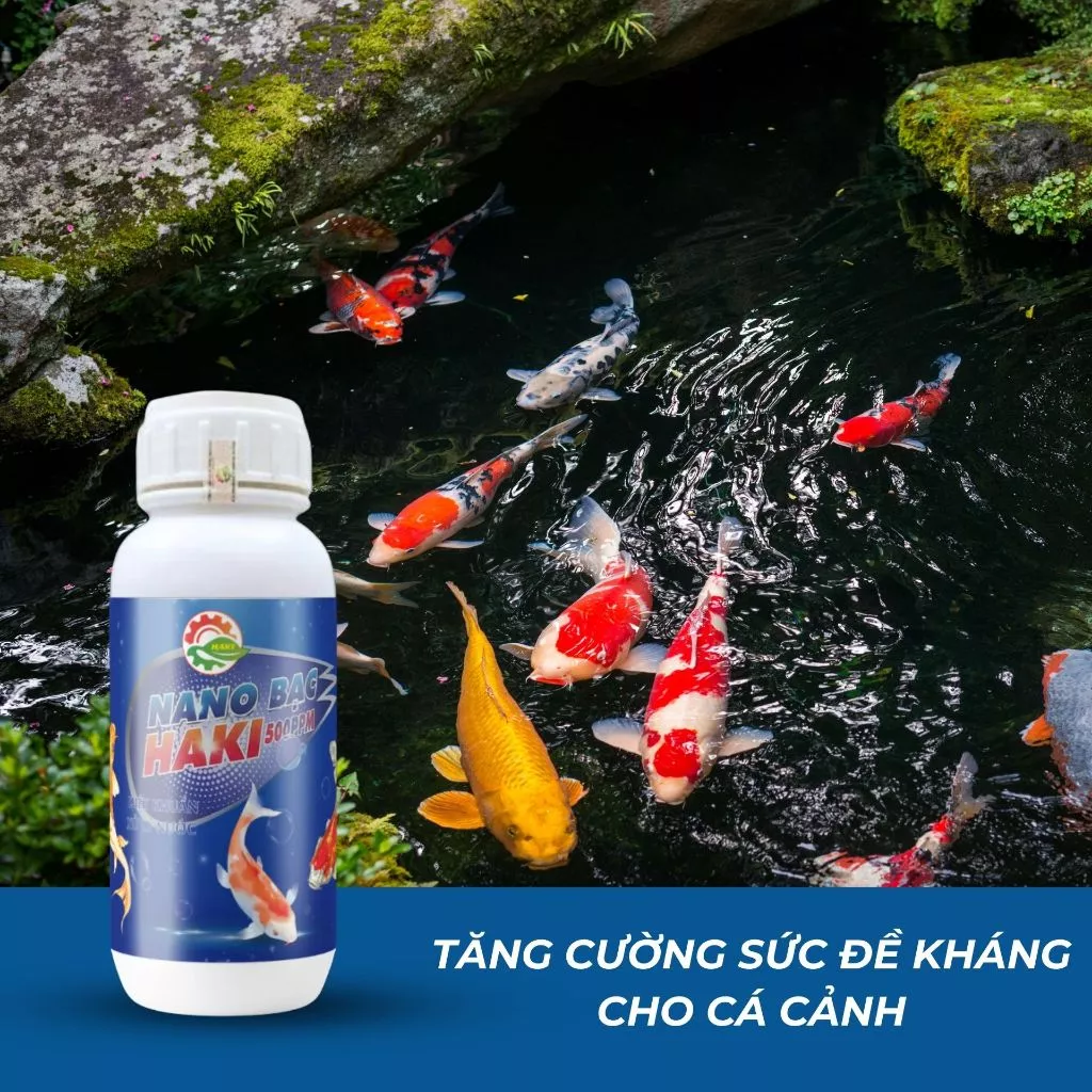 Xử dụng Nano bạc Haki làm trong nước, phòng bệnh cho cá