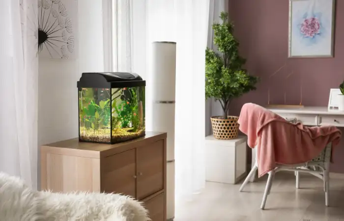 Bể cá cảnh mini: Giải pháp trang trí bàn làm việc độc đáo