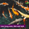 Sử dụng Nano Bạc Haki giúp làm trong nước. Hạn chế tình trạng nước bể cá bị đục