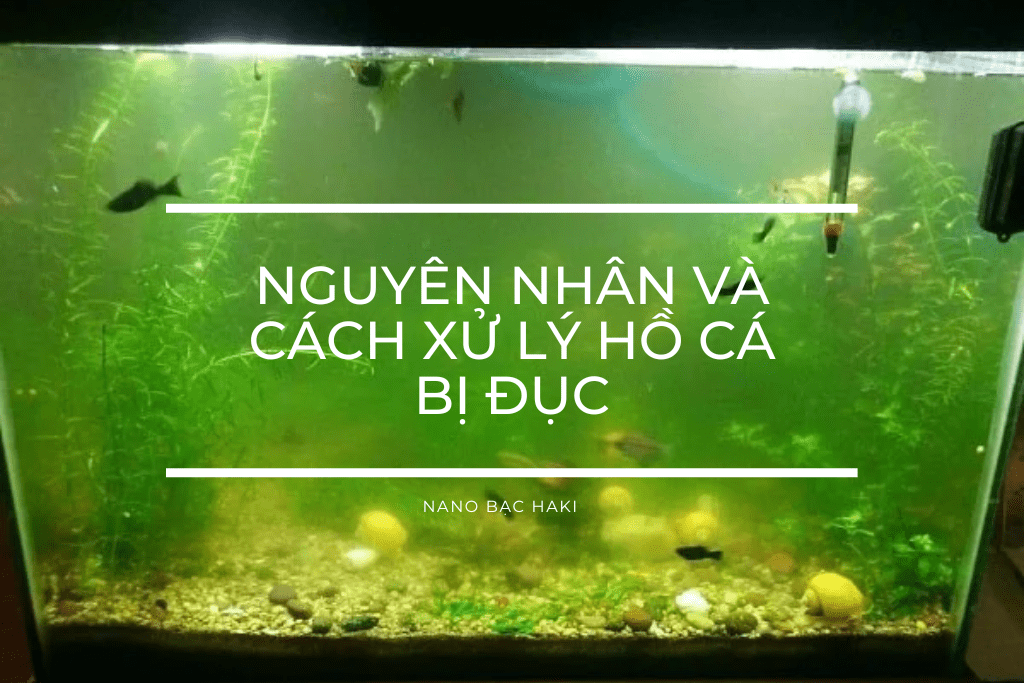 Nguyên nhân gây đục nước bể cá và cách xử lý