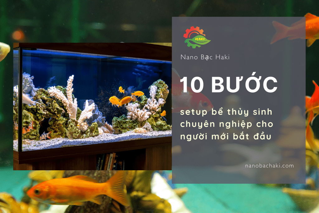 setup bể thủy sinh chuyên nghiệp cho người mới bắt đầu