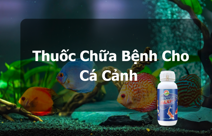Khám Phá Thuốc Chữa Bệnh Cho Cá Cảnh Với Nano Bạc Haki (1)