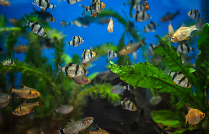 sai lầm khi chọn bể cá cảnh đẹp khiến cá dễ chết!