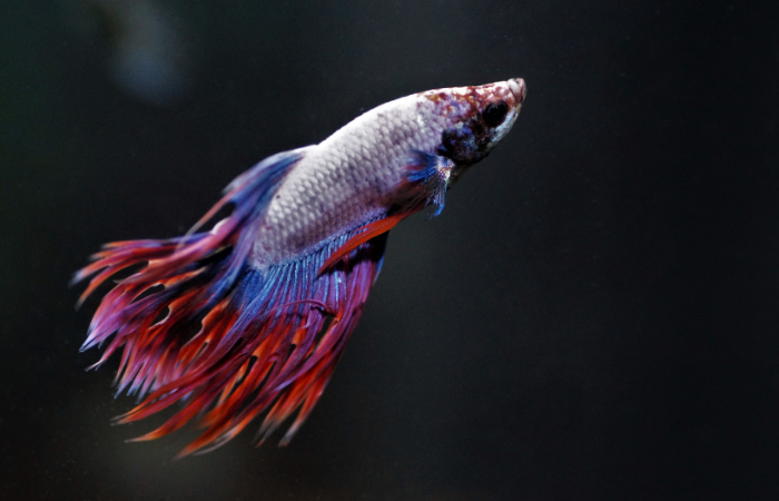 Nguyên Nhân và Biện Pháp Khắc Phục Khi Nuôi Cá Cảnh Bị Chết