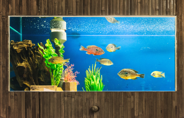 8 Mẹo Trang Trí Bể Cá Cảnh Đẹp Tiết Kiệm Chi Phí Cực Đơn Giản