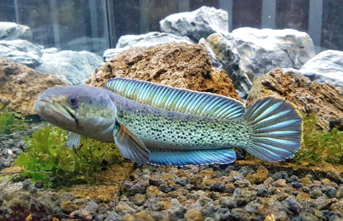 Cá Lóc Cảnh: Hướng Dẫn Nuôi Và Chăm Sóc Toàn Diện